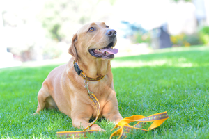AHA Dog Leash